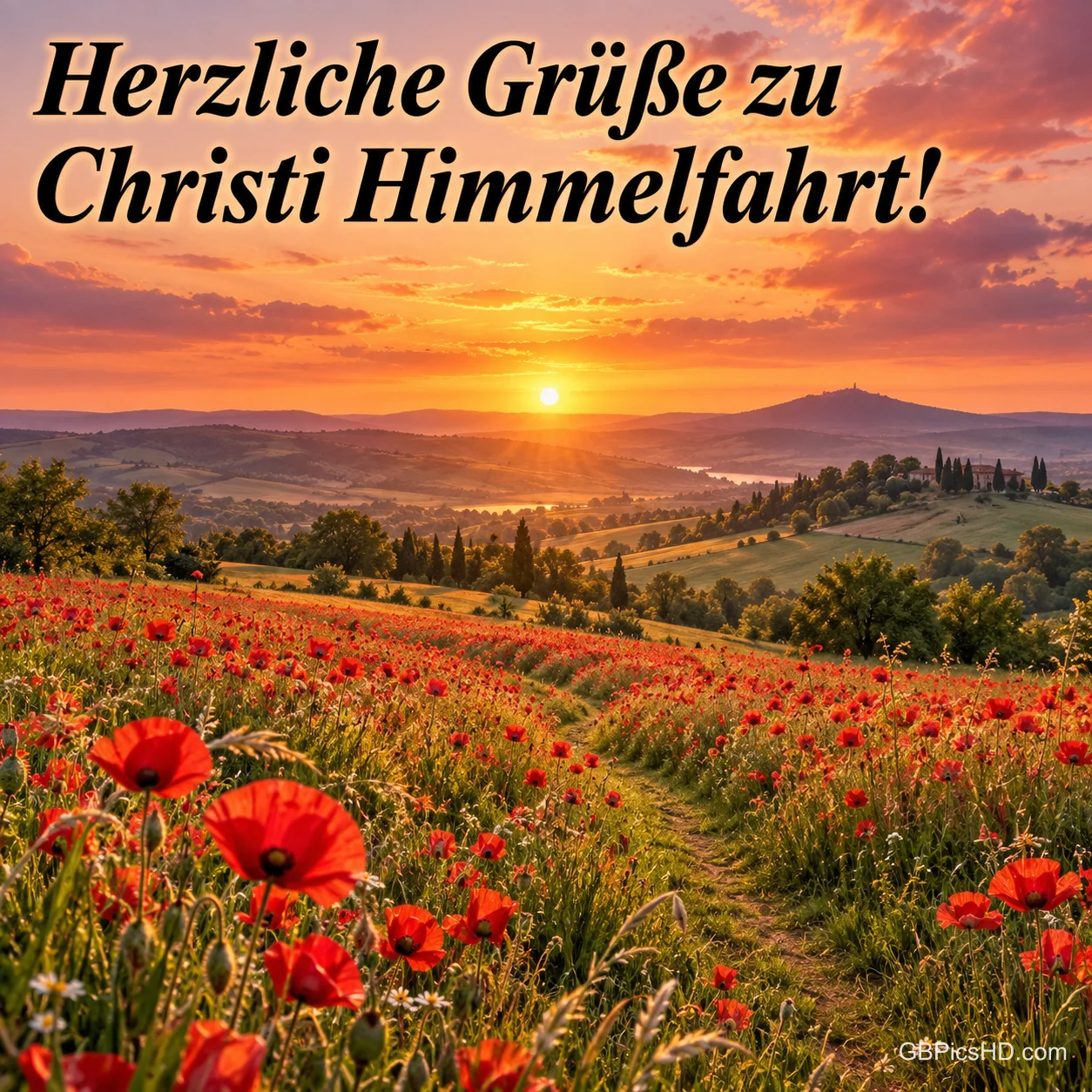 Weite Mohnwiese mit Feldweg im Abendlicht, dazu der Gruß "Herzliche Grüße zu Christi Himmelfahrt!". Weite Mohnwiese mit Feldweg im Abendlicht, dazu der Gruß "Herzliche Grüße zu Christi Himmelfahrt!".