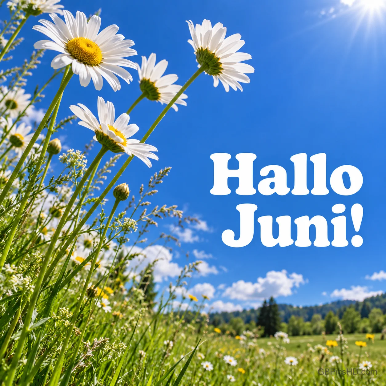 Margeriten von unten fotografiert vor strahlend blauem Himmel über einer grünen Sommerlandschaft mit dem Schriftzug "Hallo Juni!". Margeriten von unten fotografiert vor strahlend blauem Himmel über einer grünen Sommerlandschaft mit dem Schriftzug "Hallo Juni!".
