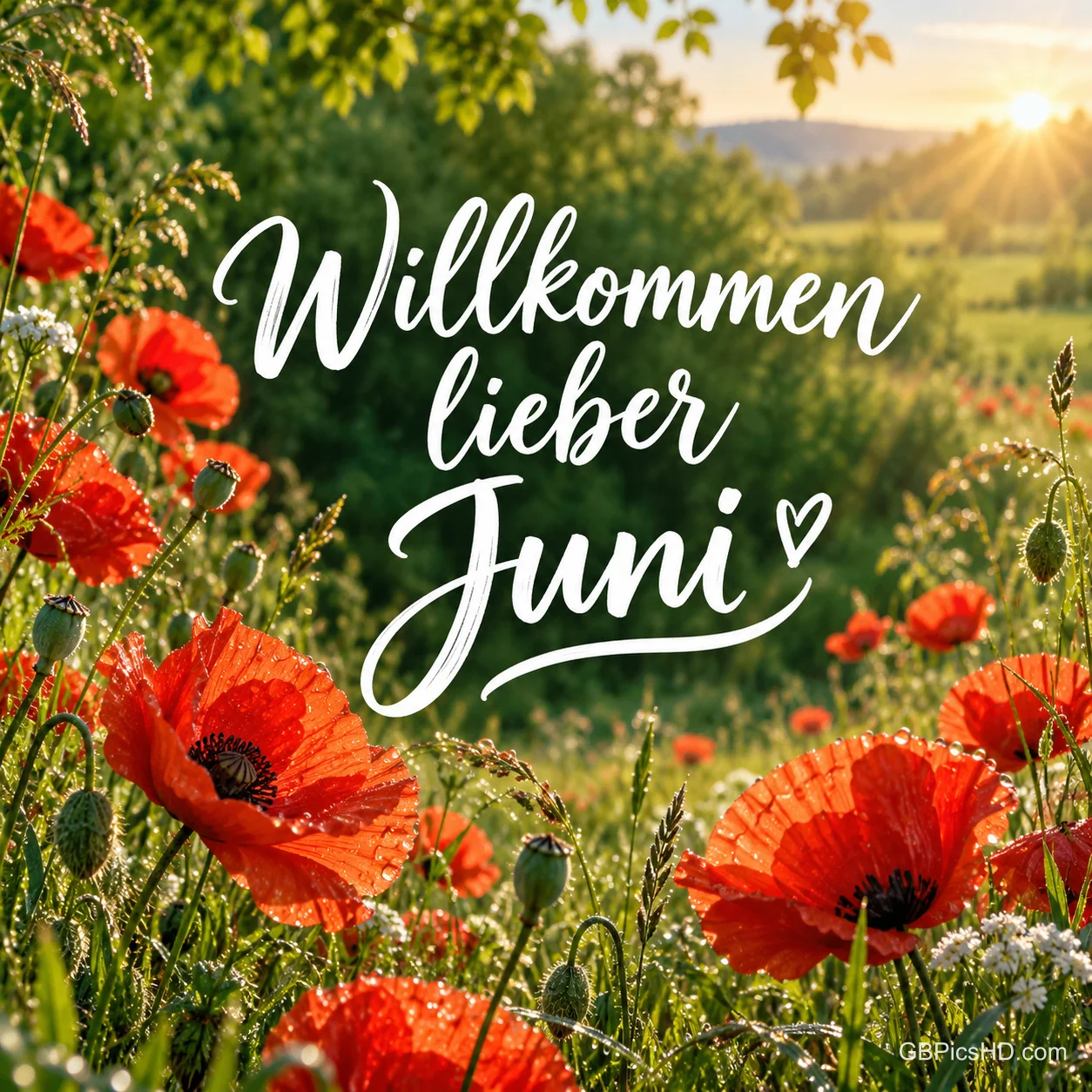 Rote Mohnblumen auf einer Sommerwiese im Gegenlicht mit dem geschwungenen Schriftzug "Willkommen lieber Juni" und einem kleinen Herz. Rote Mohnblumen auf einer Sommerwiese im Gegenlicht mit dem geschwungenen Schriftzug "Willkommen lieber Juni" und einem kleinen Herz.