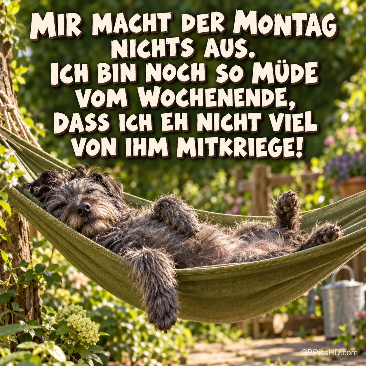 Hund in Hängematte: "Mir macht der Montag nichts aus. Ich bin noch so müde vom Wochenende, dass ich eh nicht viel von ihm mitkriege!"