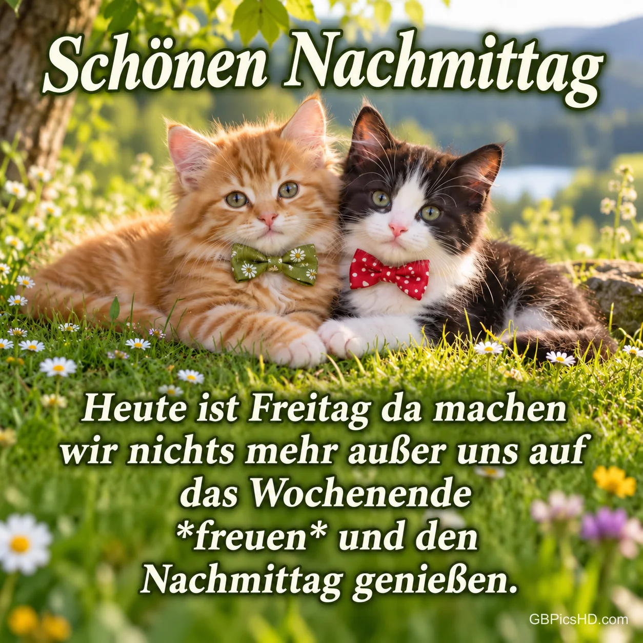 Zwei Kätzchen mit grüner und roter Fliege liegen zwischen Gänseblümchen im Gras unter "Schönen Nachmittag".