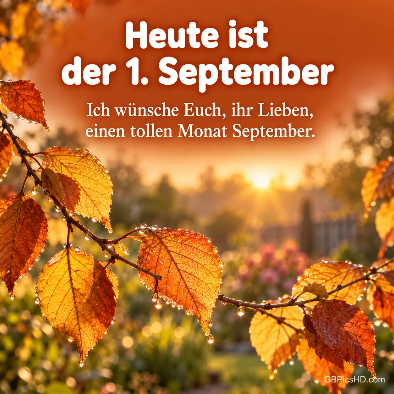 Orangefarbene Herbstblätter mit Tautropfen im Gegenlicht und dem Text "Heute ist der 1. September – Ich wünsche Euch, ihr Lieben, einen tollen Monat September." Orangefarbene Herbstblätter mit Tautropfen im Gegenlicht und dem Text "Heute ist der 1. September – Ich wünsche Euch, ihr Lieben, einen tollen Monat September."