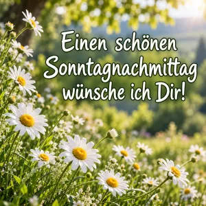 Weiße Margeriten blühen vor einem sonnigen Garten mit "Einen schönen Sonntagnachmittag wünsche ich Dir!".