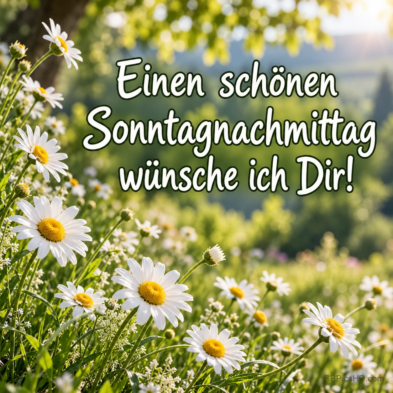 Weiße Margeriten blühen vor einem sonnigen Garten mit "Einen schönen Sonntagnachmittag wünsche ich Dir!".