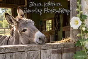 Ein grauer Esel schaut über eine hölzerne Stalltür neben einer weißen Blüte, dazu "Einen schönen Sonntagnachmittag!"