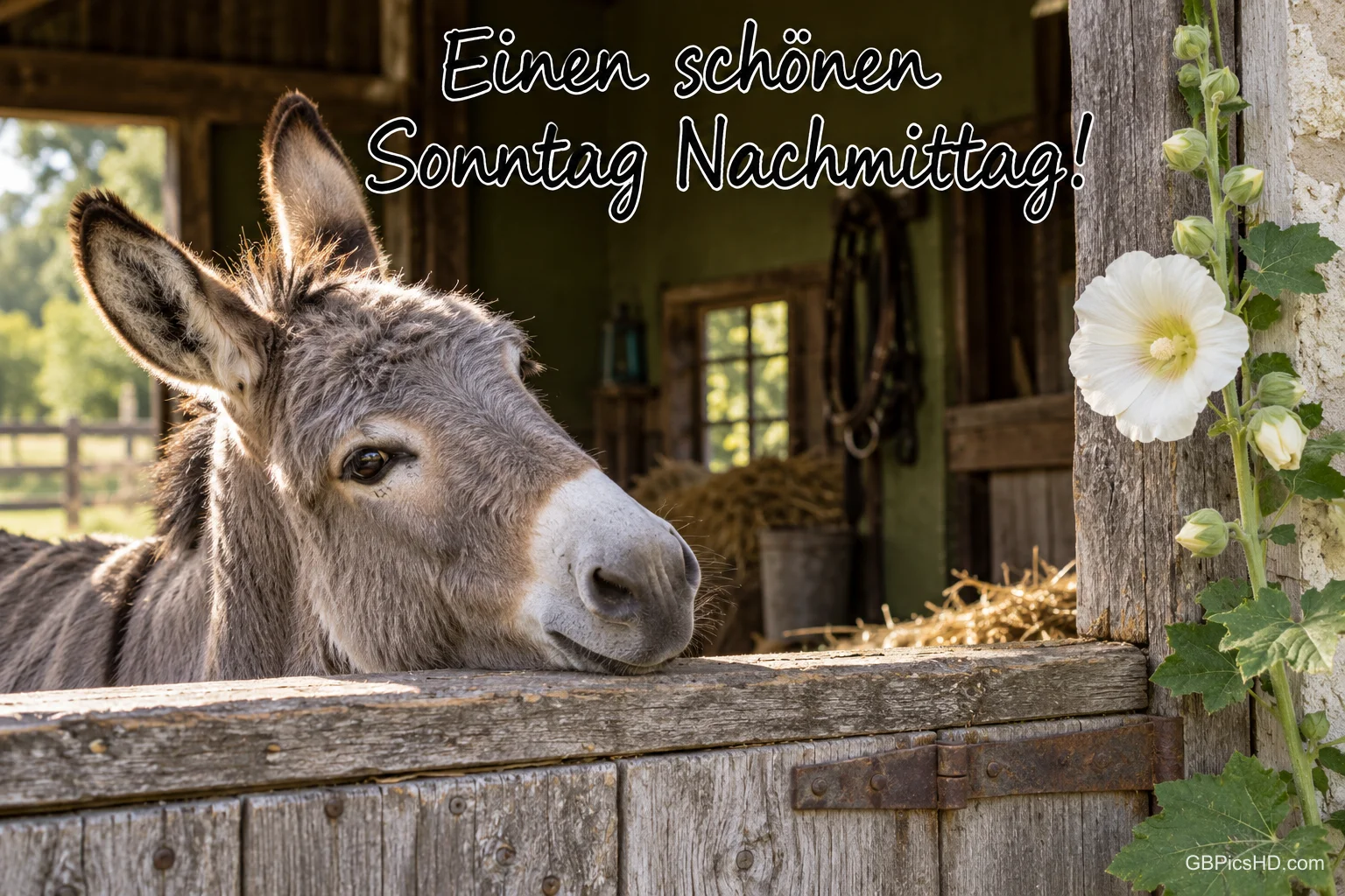 Ein grauer Esel schaut über eine hölzerne Stalltür neben einer weißen Blüte, dazu "Einen schönen Sonntagnachmittag!" Ein grauer Esel schaut über eine hölzerne Stalltür neben einer weißen Blüte, dazu "Einen schönen Sonntagnachmittag!"