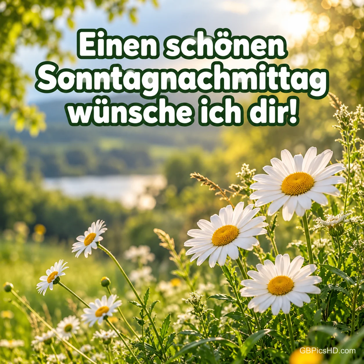 Weiße Margeriten auf einer sonnigen Sommerwiese mit Blick auf einen See, darüber in weißer Schrift der Gruß "Einen schönen Sonntagnachmittag wünsche ich dir!" Weiße Margeriten auf einer sonnigen Sommerwiese mit Blick auf einen See, darüber in weißer Schrift der Gruß "Einen schönen Sonntagnachmittag wünsche ich dir!"