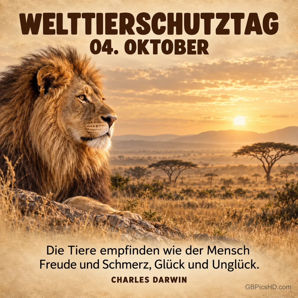 Majestätischer Löwe vor einer Savanne mit Akazien im Sonnenuntergang, dazu der Welttierschutztag am 4. Oktober und ein Zitat von Charles Darwin Majestätischer Löwe vor einer Savanne mit Akazien im Sonnenuntergang, dazu der Welttierschutztag am 4. Oktober und ein Zitat von Charles Darwin