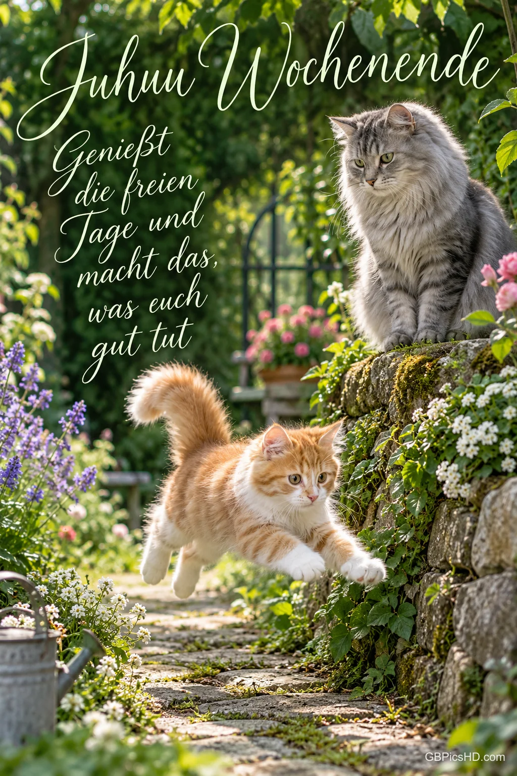 Eine rot-weiße Katze springt über einen Gartenweg, eine graue sitzt auf einer Steinmauer unter "Juhuu Wochenende".