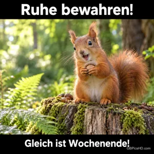 Ein Eichhörnchen hält eine Nuss auf einem moosigen Baumstumpf zwischen "Ruhe bewahren! Gleich ist Wochenende!".
