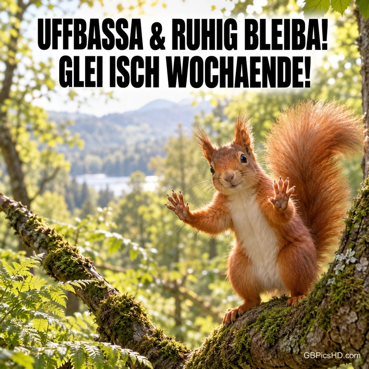 Ein Eichhörnchen hebt auf einem moosigen Ast die Vorderpfoten zum Gruß "UFFBASSA & RUHIG BLEIBA! GLEI ISCH WOCHAENDE!".