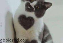 ᐅ Katze lustig - Wochentage Bilder GB Pics