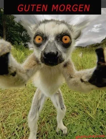 Ein Lemur mit großen Augen steht auf einer Wiese und zeigt seine Pfoten.