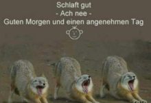ᐅ lustige guten morgen bilder - Nachmittag GB Pics
