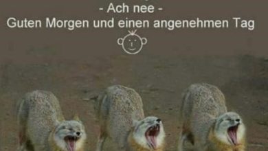 ᐅ lustige guten morgen bilder - Guten Morgen GB Pics