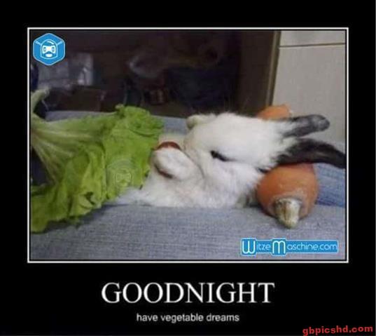 lustige-gute-nacht-bilder_16