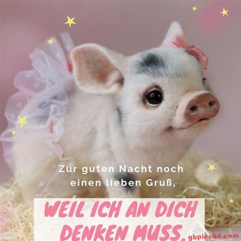 lustige-gute-nacht-bilder_19