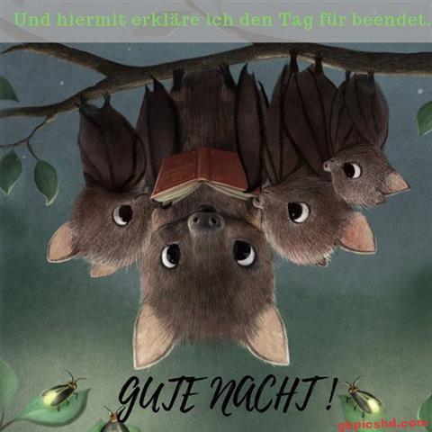 lustige-gute-nacht-bilder_25
