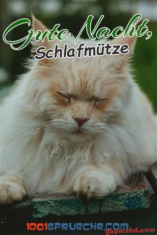 lustige-gute-nacht-bilder_8