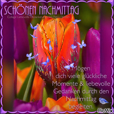 Nahaufnahme einer orange-roten Tulpe mit blauen Schmetterlingen und violetten Tulpen im Hintergrund, Wunsch für einen schönen Nachmittag.