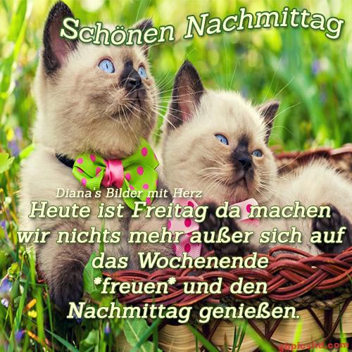 Zwei Siamkätzchen entspannen an einem sonnigen Nachmittag im Garten.