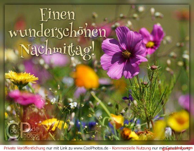 Frühlingswiese mit blühenden Blumen und einem schönen Nachmittagsspruch.