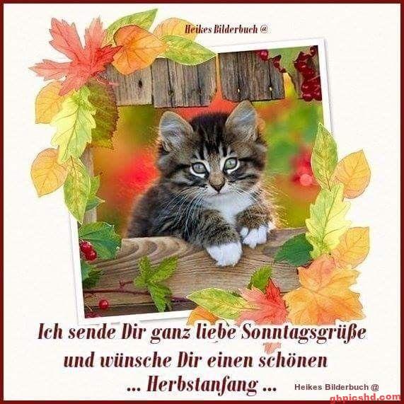 Niedliche Katze mit bunten Herbstblättern, die herzliche Sonntagsgrüße zum Herbstanfang übermittelt.
