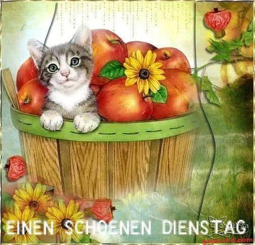 Kätzchen im Apfelkorb mit Sonnenblumen, Glückwunsch zum Dienstag
