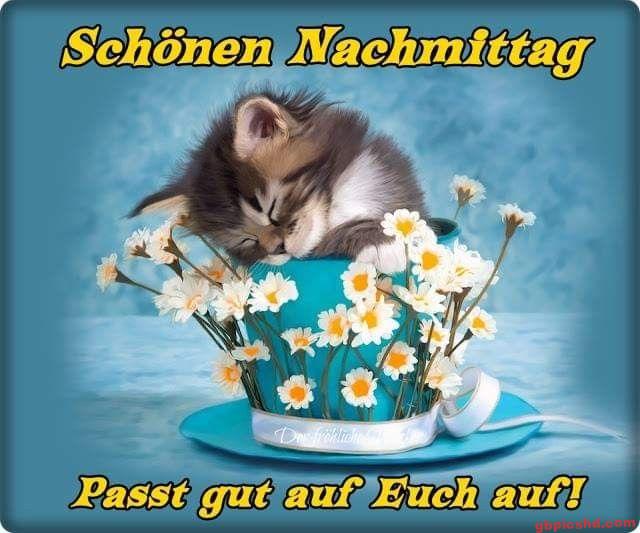 Schlafendes Kätzchen in blauer Tasse mit weißen Blumen, freundliche Nachmittagsgrüße.