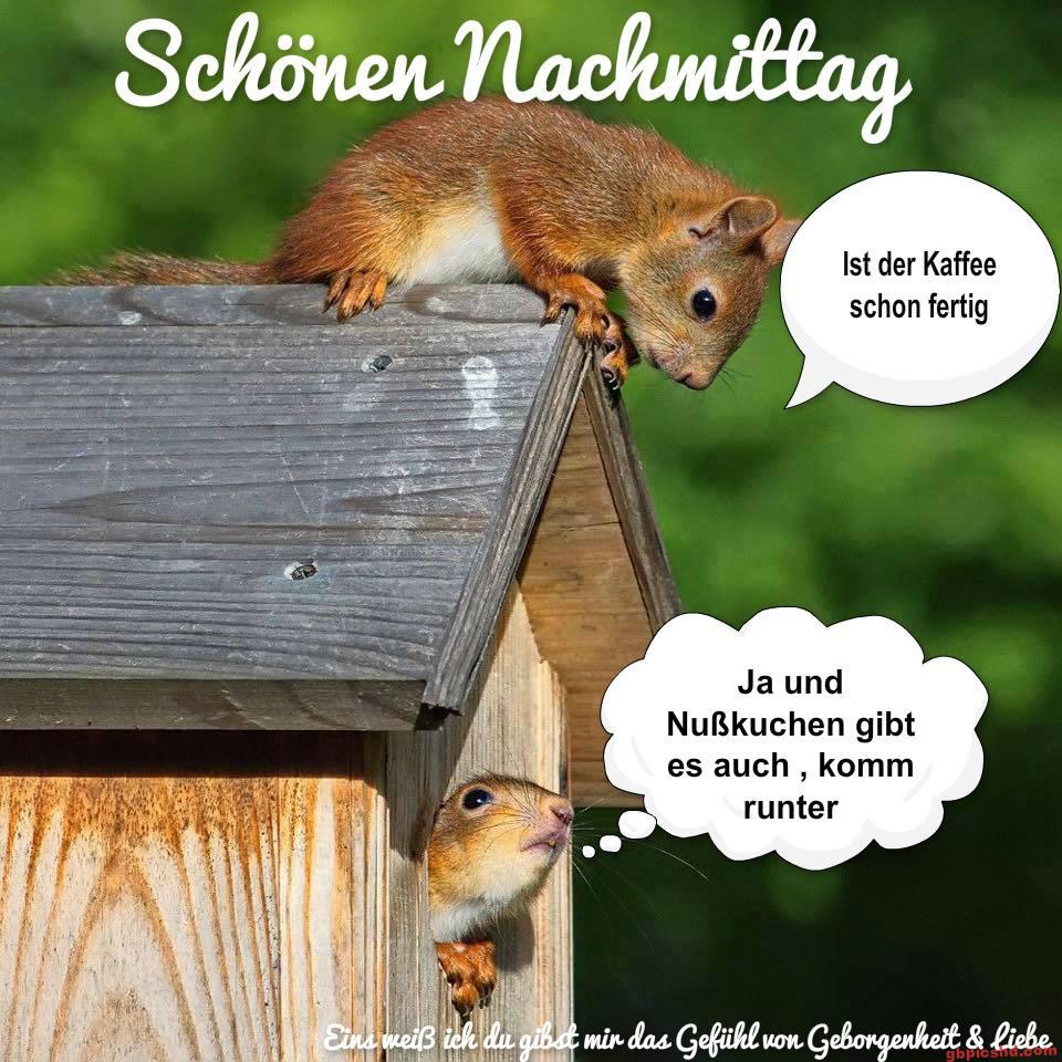 Eichhörnchen am Vogelhaus mit Texten für einen schönen Nachmittag.