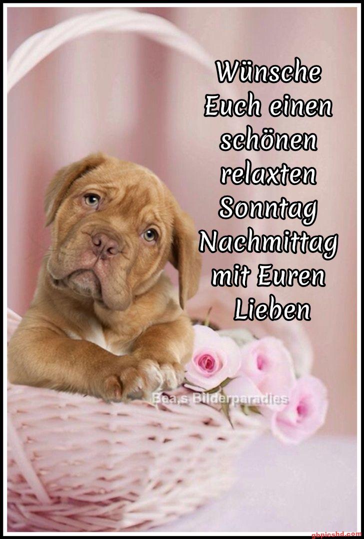 Brauner Welpe in einem Korb mit rosa Rosen an einem entspannten Sonntagnachmittag.