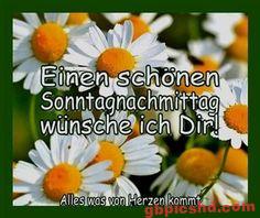 Weiße Margaritenblüten mit freundlichem Sonntagsgruß auf Deutsch.