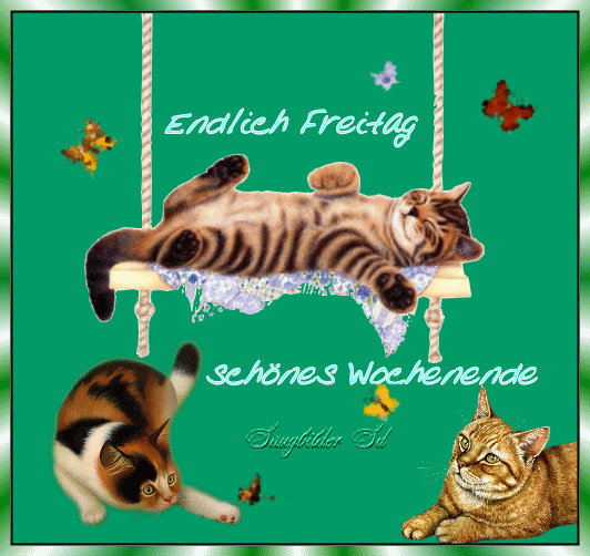 Drei Katzen vor grünem Hintergrund mit Schmetterlingen, entspannte Stimmung zum Wochenendbeginn.