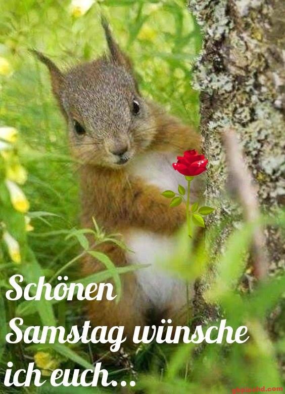 Ein niedliches Eichhörnchen hält eine rote Rose und wünscht einen schönen Samstag.