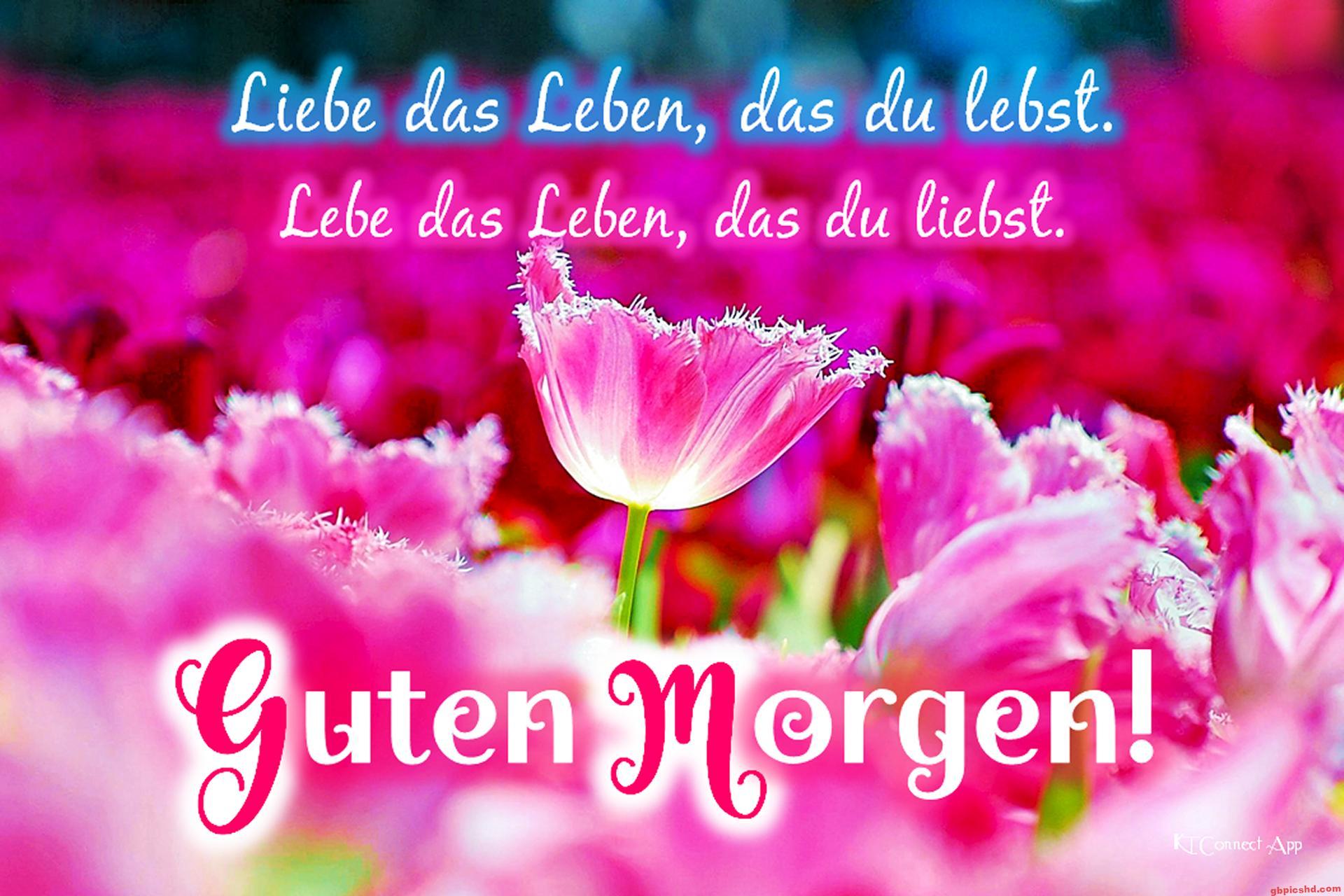 Nahaufnahme von pinken Tulpenblüten mit motivierendem Guten-Morgen-Spruch in deutscher Sprache.