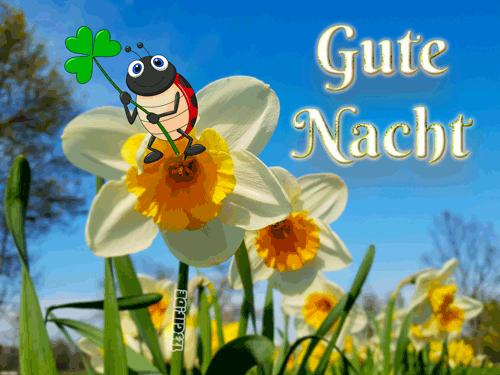 Narzissen mit Marienkäfer und Kleeblatt vor blauem Himmel als Gute-Nacht-Gruß