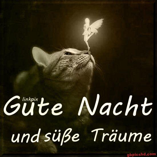 Katze mit einer kleinen leuchtenden Elfe auf der Nase, Gute Nacht Bild mit Wunsch für süße Träume.