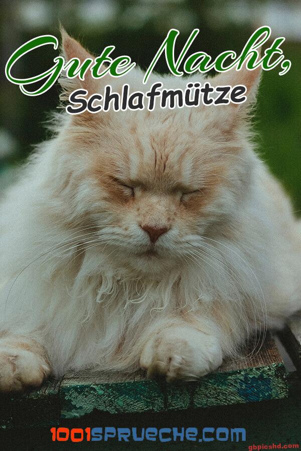 Ein schlafender heller Kater, der Gute Nacht wünscht.