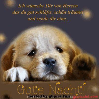 Ein süßer Welpe liegt entspannt und wünscht eine gute Nacht mit schönem Traum.