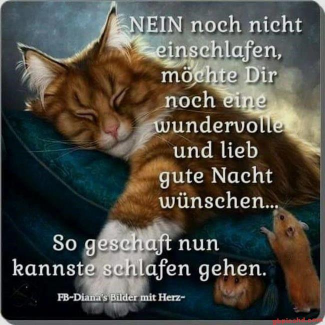 Schlafende Katze mit zwei Hamstern wünscht eine gute Nacht.