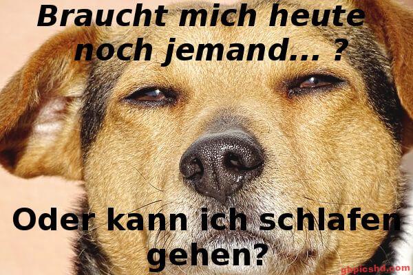 Nahaufnahme eines schläfrigen Hundes mit halb geschlossenen Augen auf hellem Hintergrund.