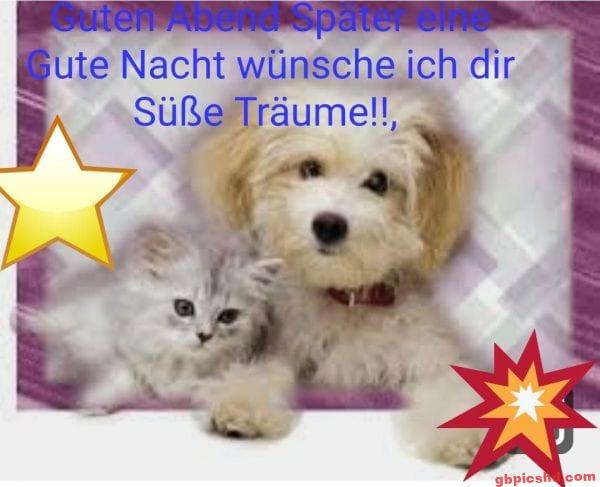 Bild eines kleinen Hundes und einer kleinen Katze, die zusammen liegen, mit einem Gute Nacht Gruß.