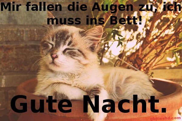Verschlafene Katze liegt im Blumentopf und symbolisiert Gute Nacht.