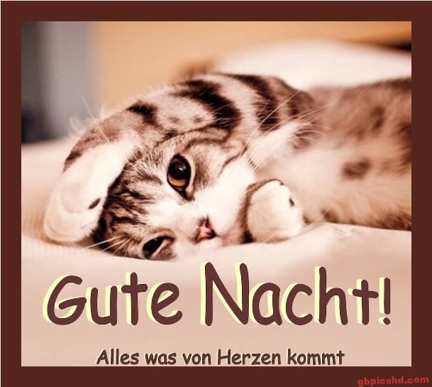 Ein schlafender Kater legt seine Pfote über den Kopf, Gute Nacht Gruß in deutscher Sprache.