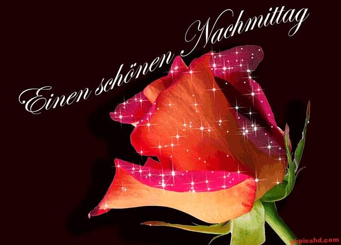 Eine funkelnde orange-rote Rose für einen schönen Nachmittag.