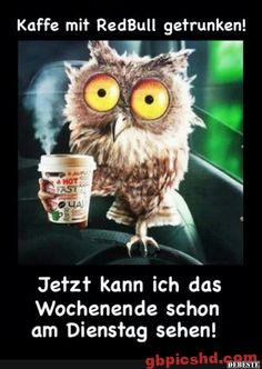 Wache Eule mit großem Kaffee als Symbol für Energie und Wachheit an einem Wochentag.
