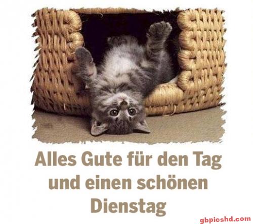 Neugieriges Kätzchen liegt in einem Korb und wünscht einen schönen Dienstag.