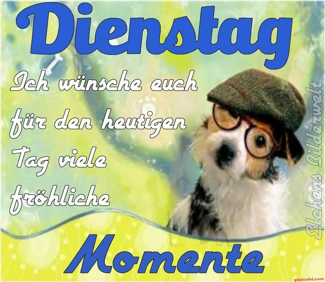 Hund mit Brille und Mütze wünscht einen schönen Dienstag voller fröhlicher Momente.