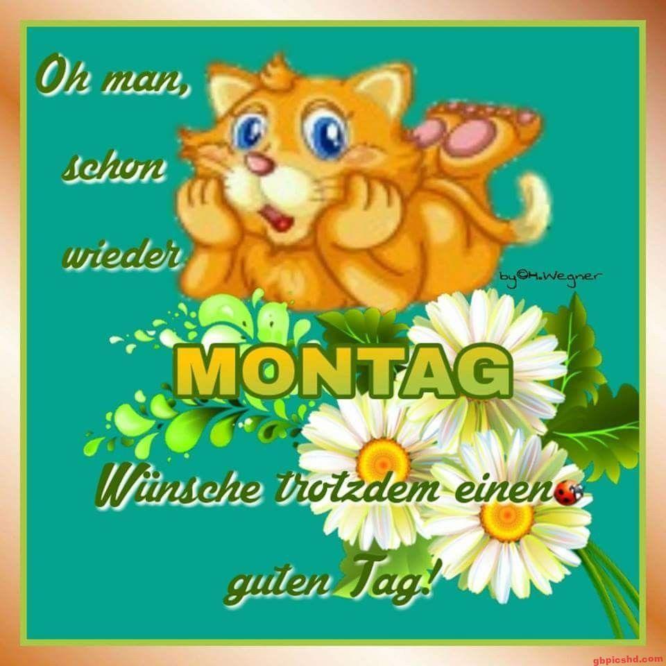 Zeichnung einer liegenden orangefarbenen Katze mit Gänseblümchen und Montag-Gruß.