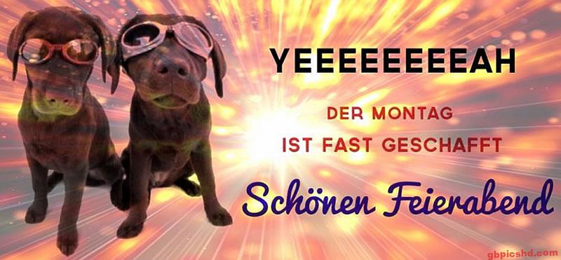 Zwei Hunde mit Schutzbrillen vor leuchtendem Hintergrund zum Feierabend am Montag.